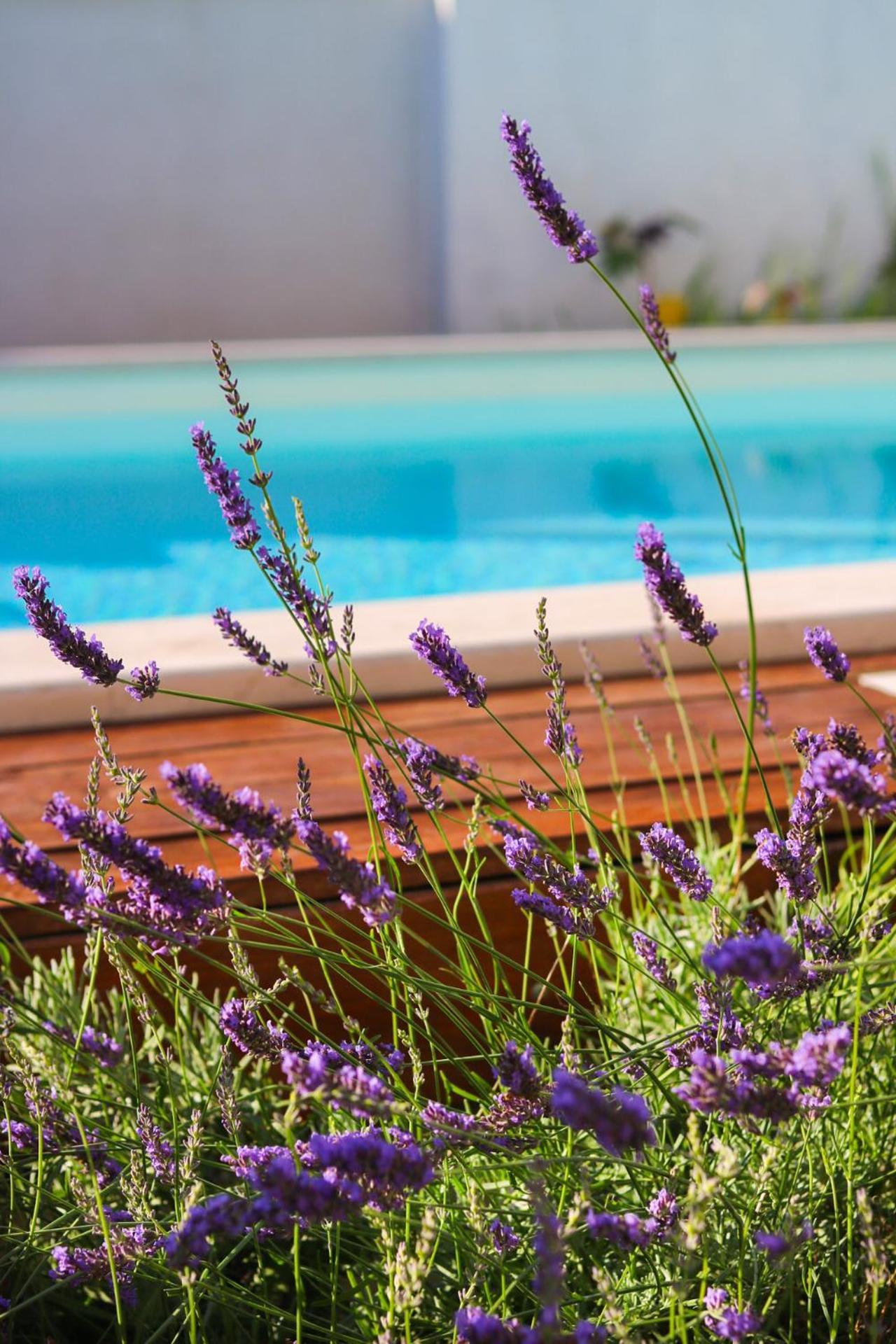 Villa My Rose With A Private Pool 믈리니 외부 사진